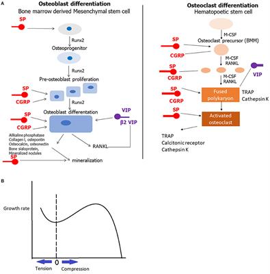 The Multifactorial Role of Peripheral Nervous System in Bone Growth